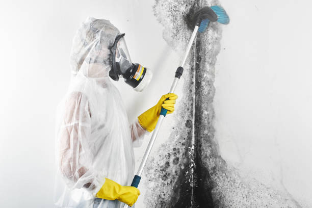 Best Crawl Space Mold Remediation  in Sunland Park, NM